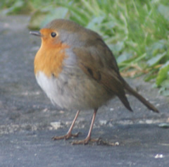 Plumped up Robin